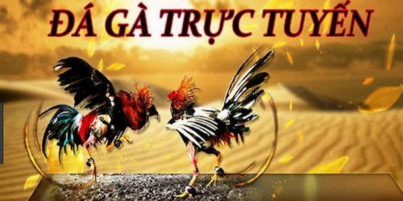 Đá Gà Online – Trải Nghiệm Nhiều Giây Phút Kịch Tính 4 Đá Gà Online